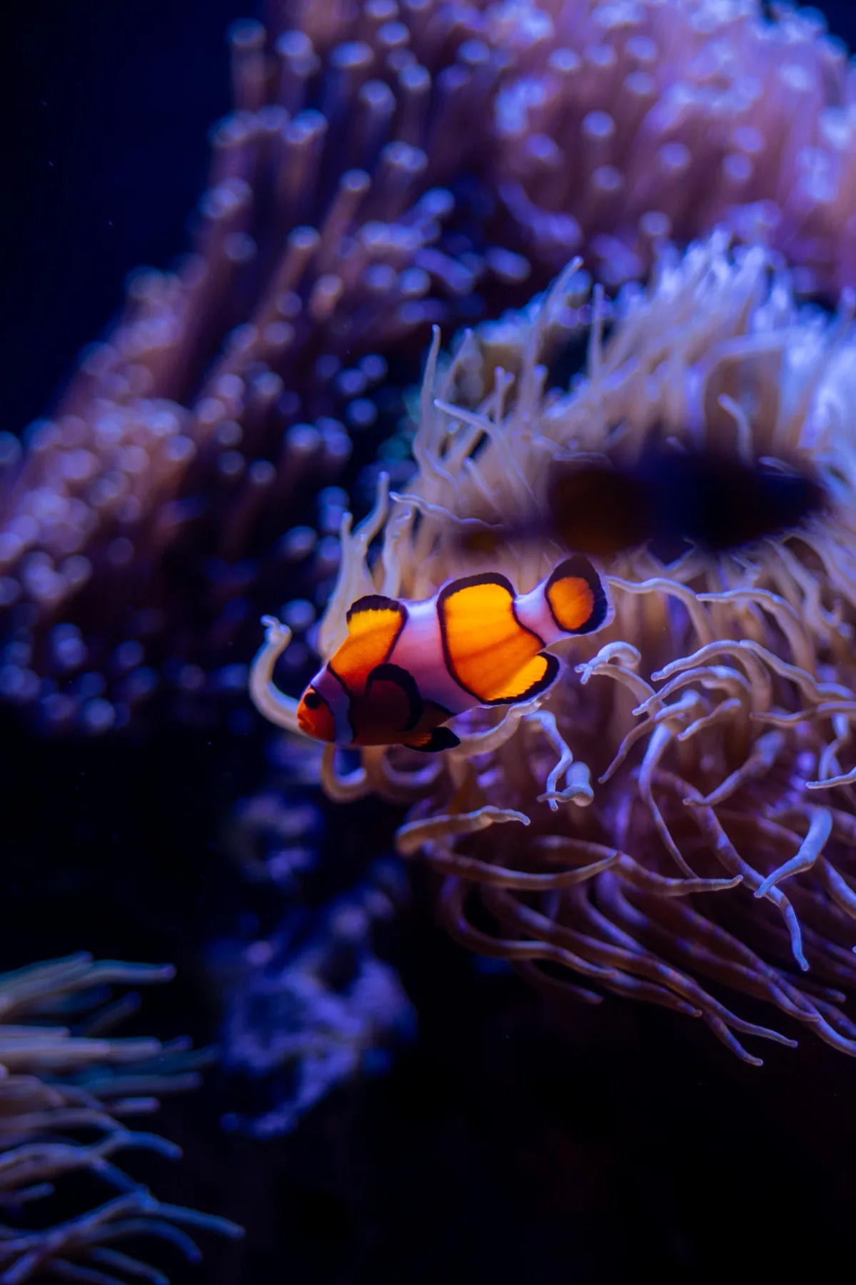 Clownfish in anemone