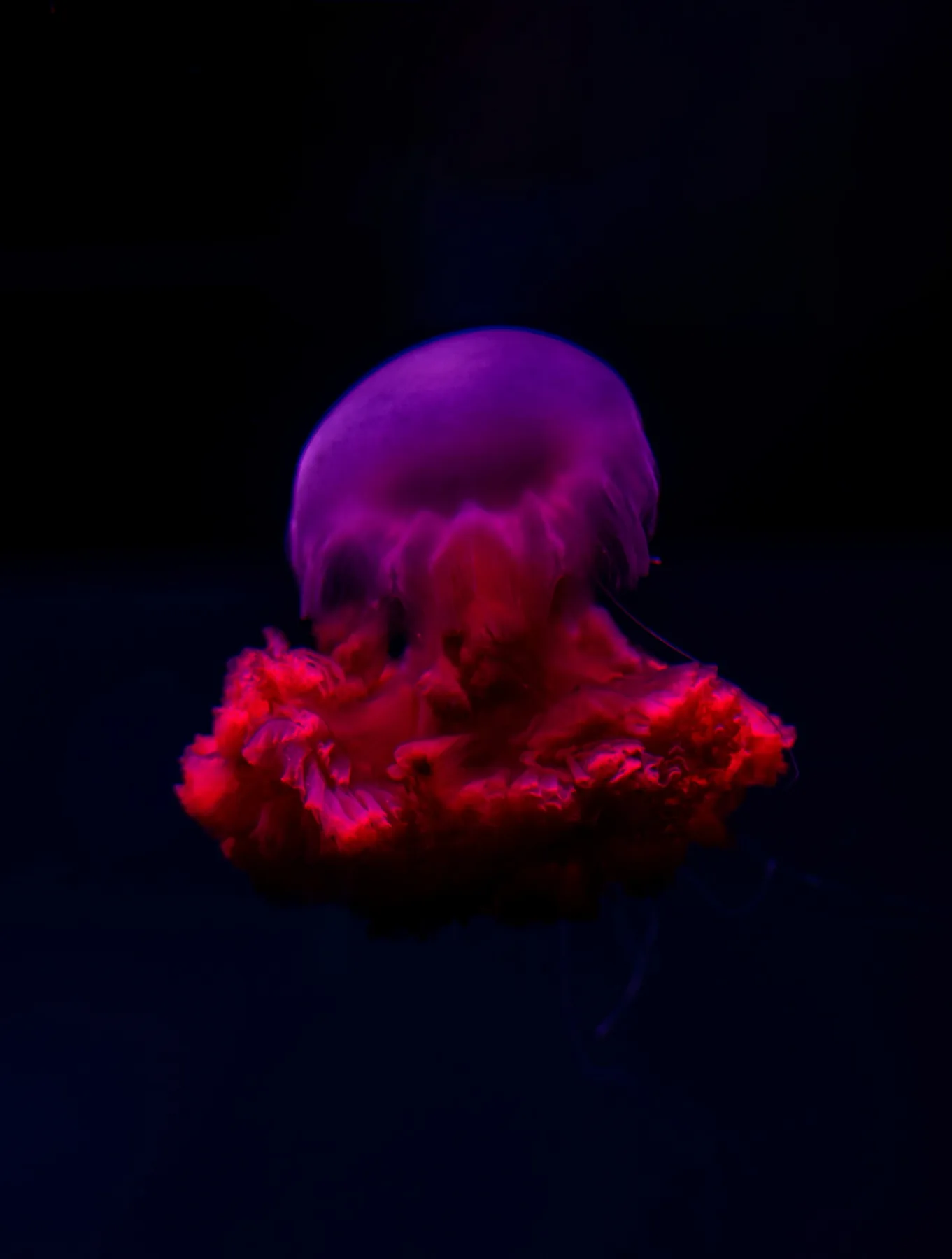 Red jellyfish